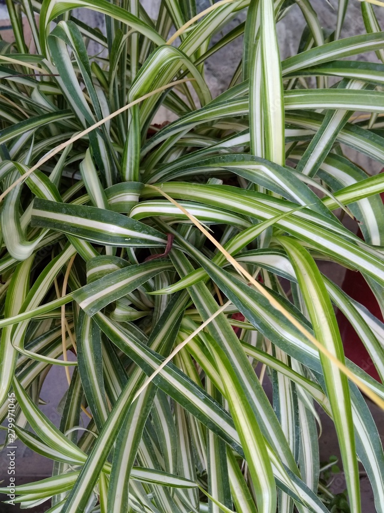 Decorative green grass in the Flower pot Decorative green grass in the Flower pot