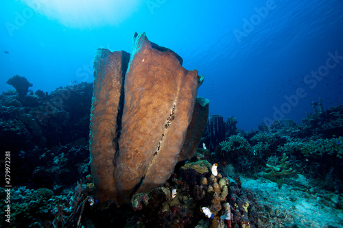 Giant Sponge on wall photo