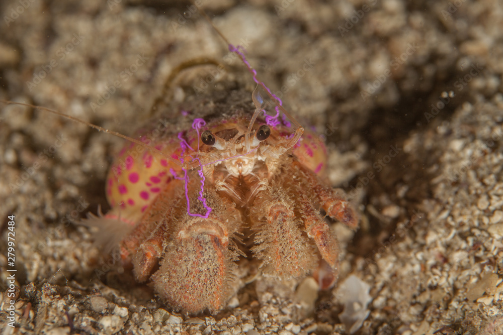 Pagurus prideaux is a species of hermit crab in the family Paguridae. It is found in shallow waters off the northwest coast of Europe