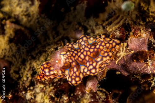 Miamira sinuata is a species of colorful dorid nudibranch, a sea slug, a shell-less marine gastropod mollusk in the family Chromodorididae