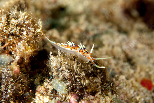 Caloria indica is a species of sea slug, an aeolid nudibranch, a marine gastropod mollusc in the family Facelinidae photo