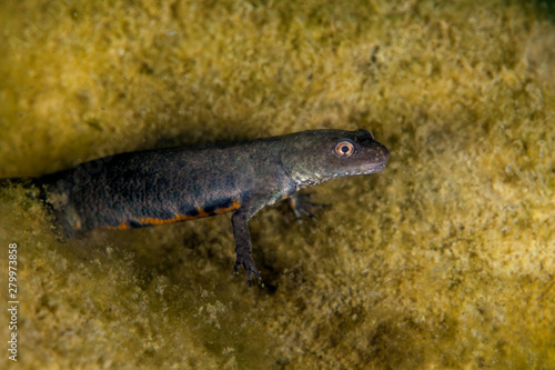 A newt is a salamander in the subfamily Pleurodelinae