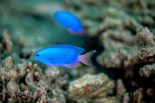 Fotografie Pomacentrus caeruleus is a damselfish from the Western Indian Ocean