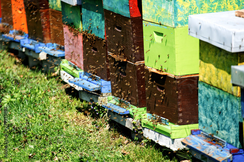 bees in beehive © Boris