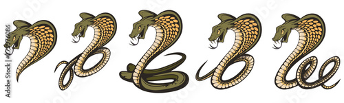 Vector illustration Set of a king cobra with hood. Snake Cobra is ready to hit with fangs and tongue. Viper snake. Mascot realistic King cobra illustration for a sport team. Vector graphics to design