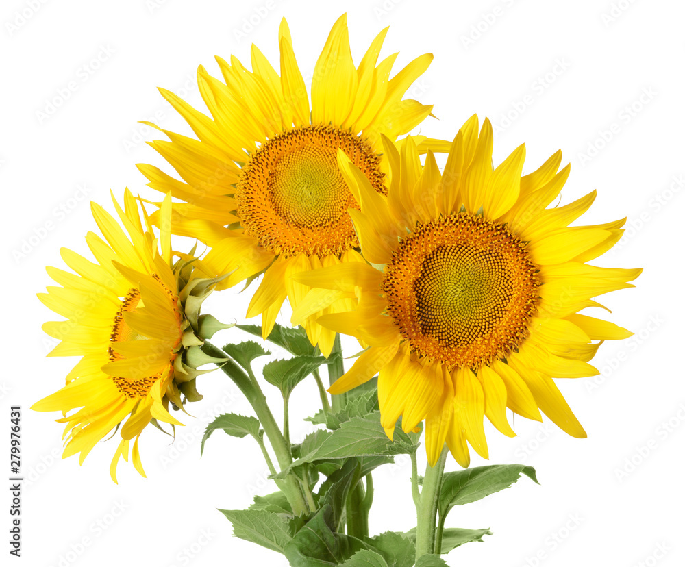 Obraz premium Beautiful sunflowers on white background
