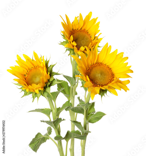 Beautiful sunflowers on white background