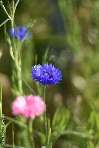 Kornblumen  Centaurea cyanus 