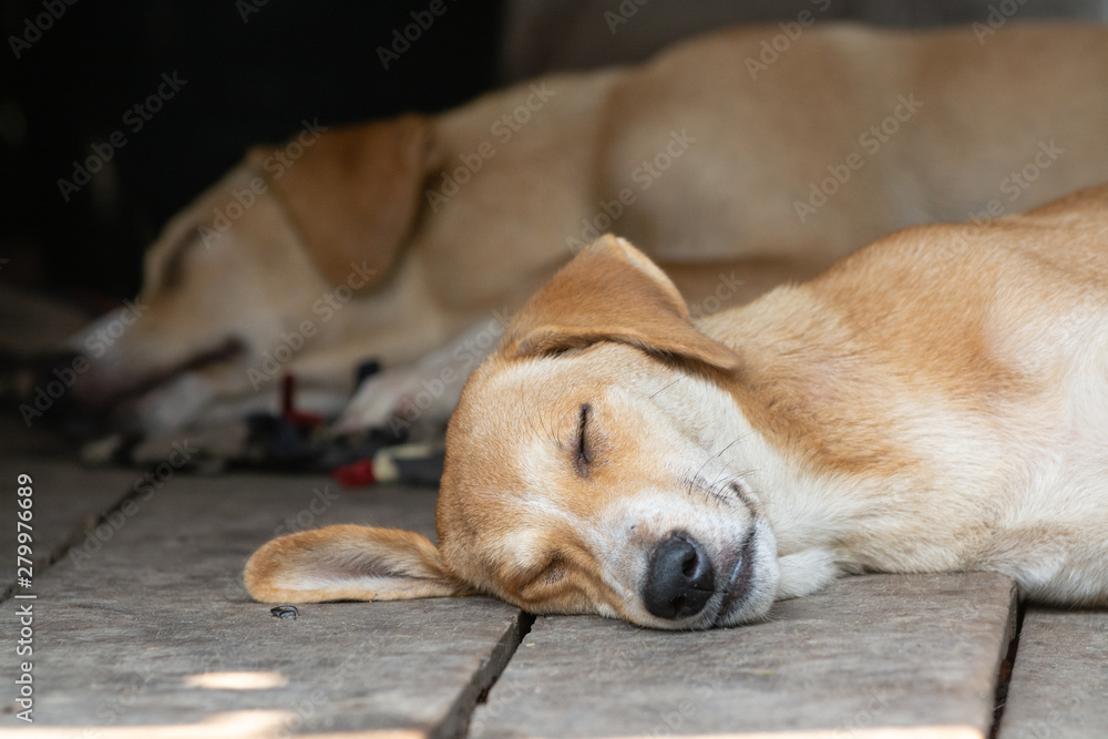 Two cute red dogs sleeping on the wooden porch Two cute red dogs sleeping on the wooden porch