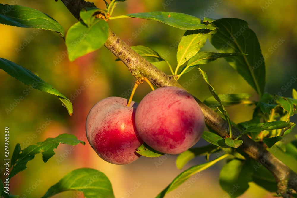Closeup of delicious ripe plums on tree branch in garden Closeup of delicious ripe plums on tree branch in garden