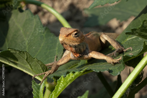 Lizard photo