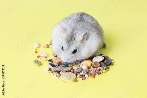 A small, striped hamster eats dry food on yellow background photo