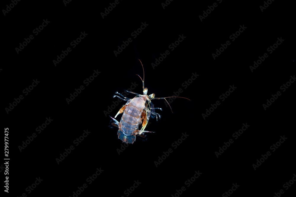 juvenile mantis shrimp during blackwater dive juvenile mantis shrimp during blackwater dive
