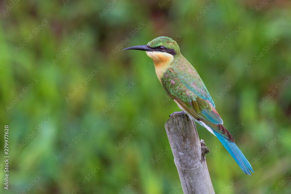 Blue-tailed Beeeater. Blue-tailed Beeeater.