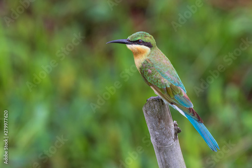 Blue-tailed Beeeater.