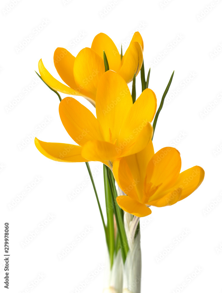 Three yellow crocus flowers isolated on white