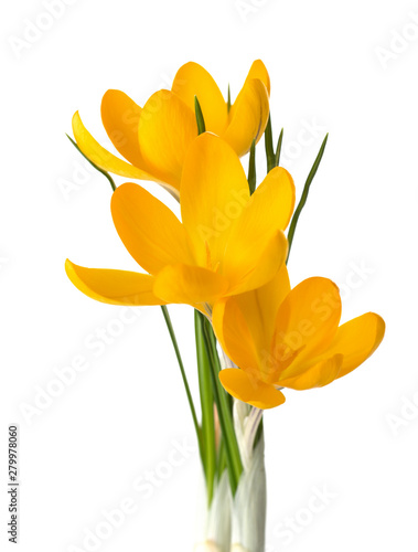 Obraz na płótnie Three yellow crocus flowers isolated on white w salonie