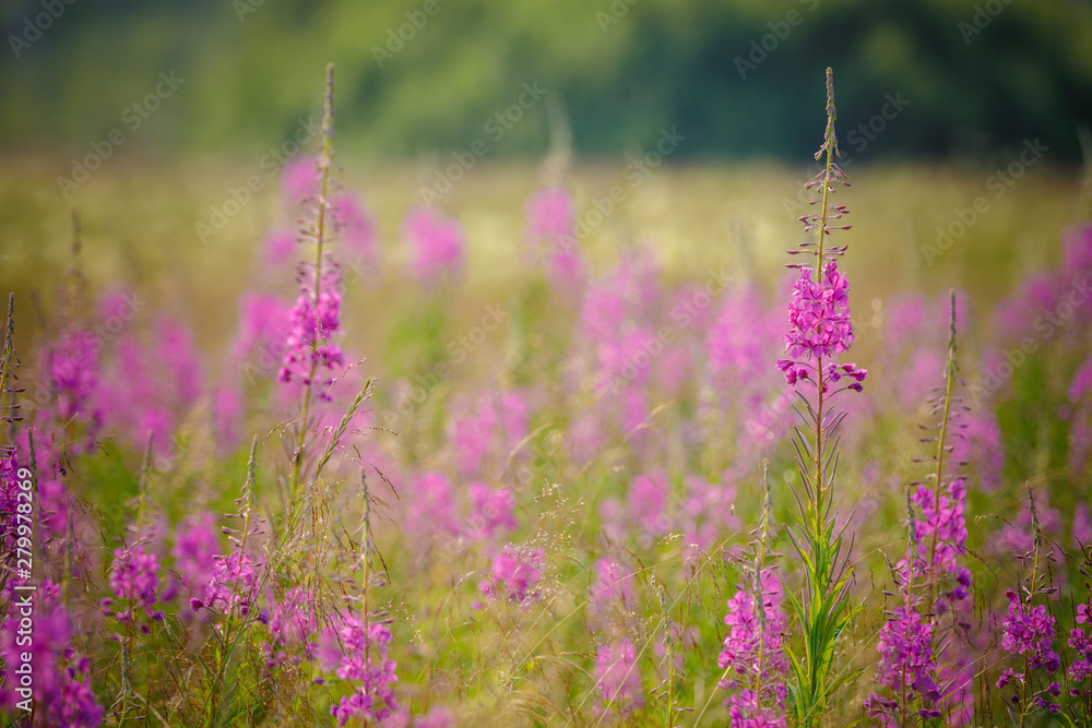 Obraz premium field of purple flowers