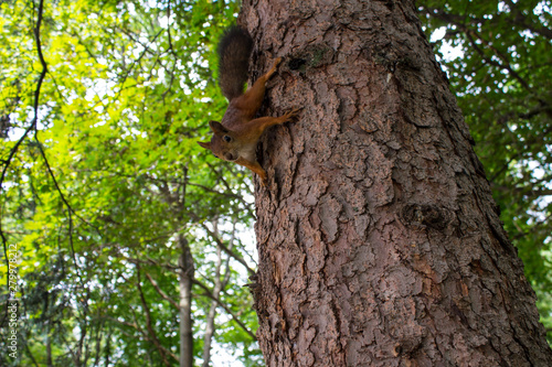 Red squirrel on the tree trunk