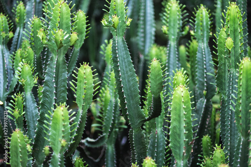 Closeup image of euphorbia ingens cactus trees photo