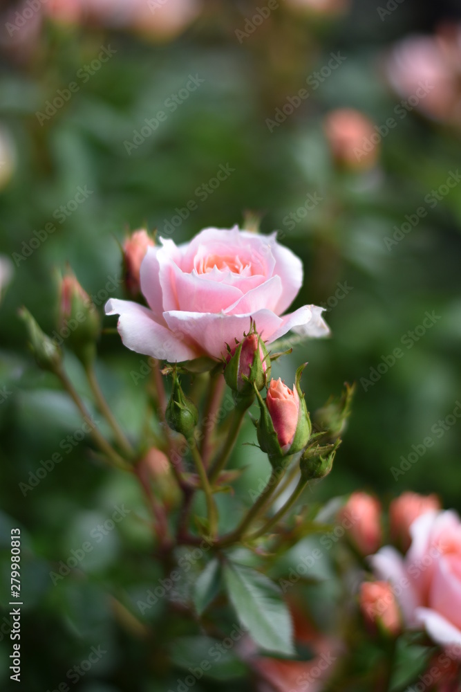 Rosa Rosenblüten