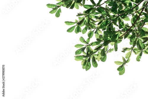 Green leaves on tree isolated on white background.