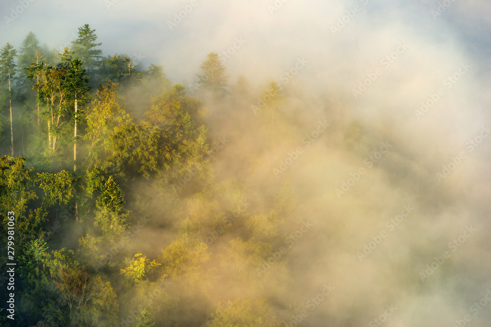 foggy forest in the morning