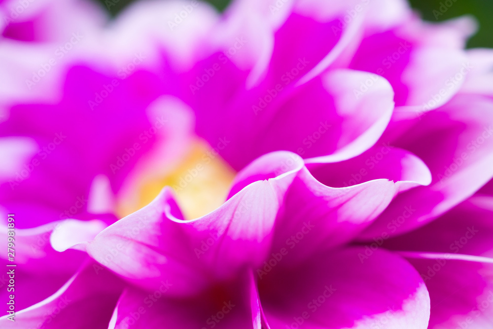 Pink dahlia flowers closeup background