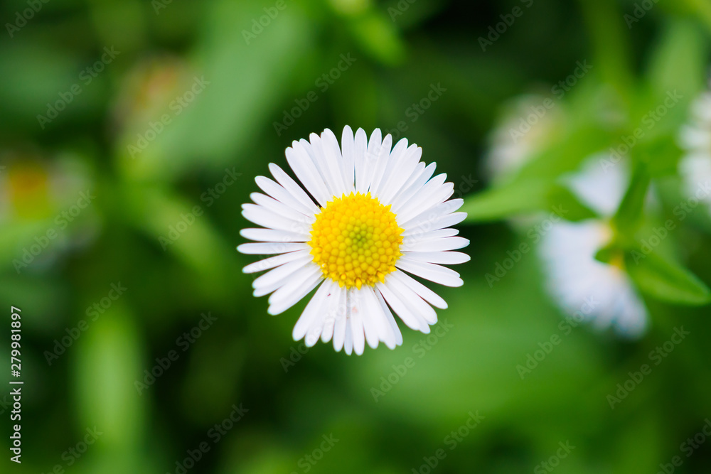 Obraz premium Beautiful daisy flowers field on green meadow