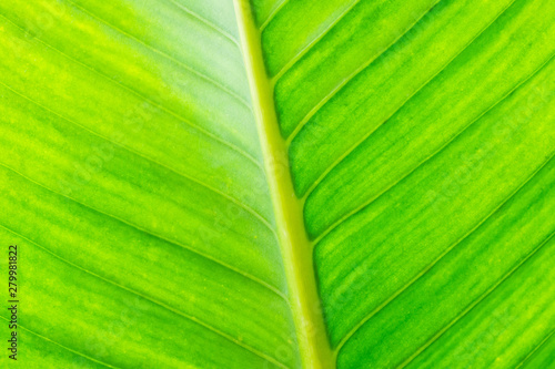 fresh green leaf texture natural abstract background close up with copy space