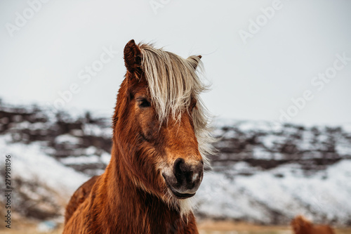 Koń islandzki, konie islandzkie, koń z grzywą, islandia