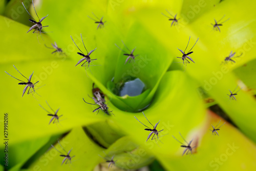 Many mosquitoes fly over stagnant water in leaf plant in the garden © Piman Khrutmuang
