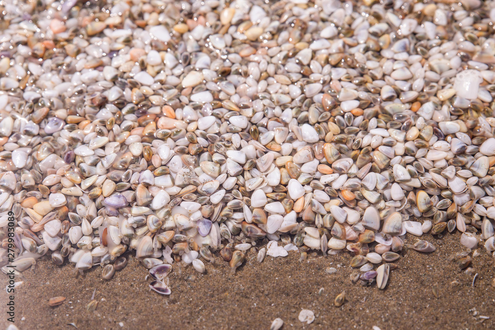 海の砂浜に小さい貝殻が大量にいるかわいいきれい Stock 写真 Adobe Stock