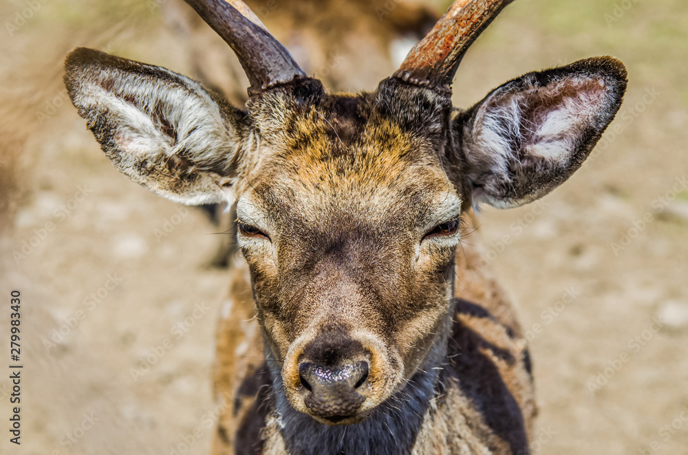 Deer muzzle deals