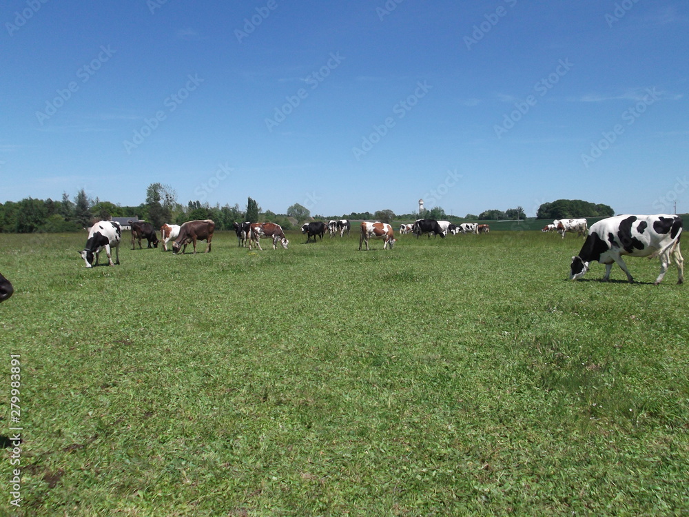 Vaches dans un champ Vaches dans un champ