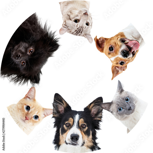 Collage of domestic animals in circle with copy space.
