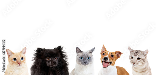 Collage of domestic animals...