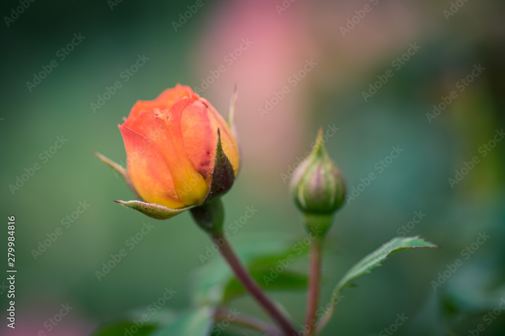 Orange rose blossom. Rose bud. Blurred background. Orange rose blossom. Rose bud. Blurred background.
