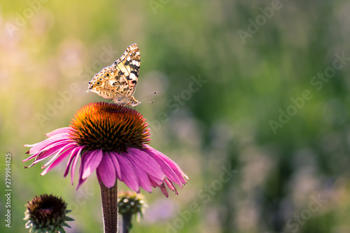 Wallpaper Mural Butterfly on Echinacea Purpurea (Purple coneflower). Torontodigital.ca