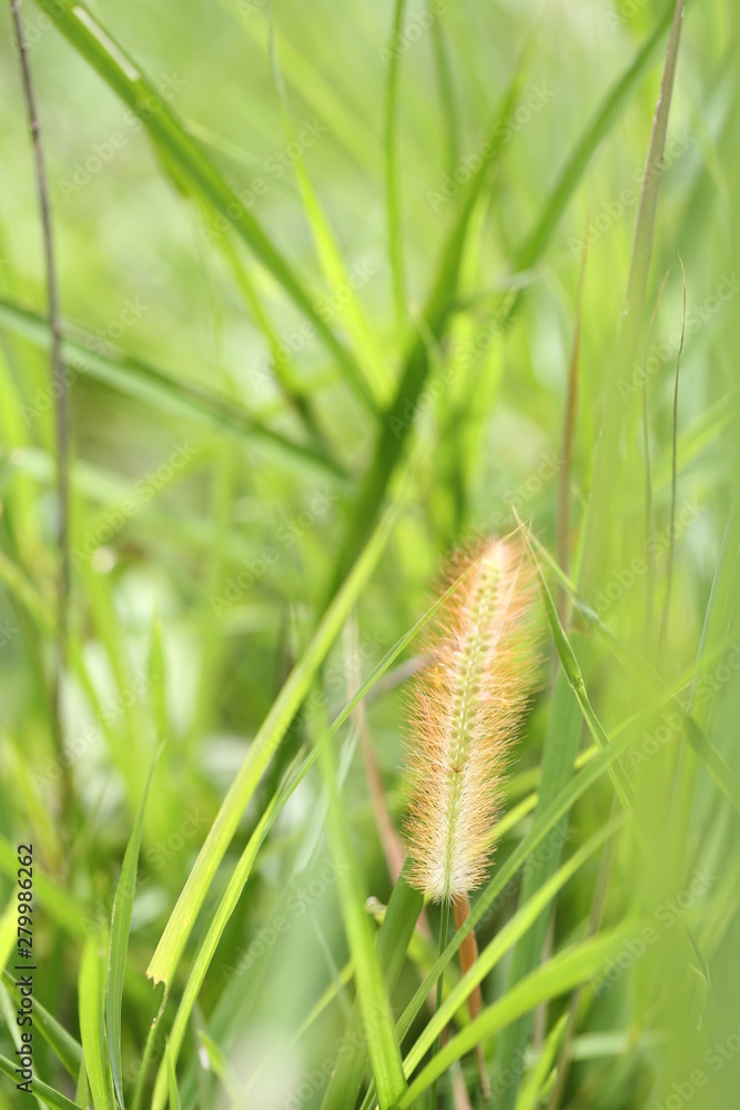 Grass flowers are blooming.