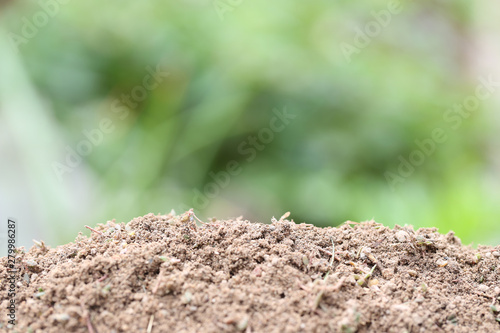 Empty soil and blurred green background.