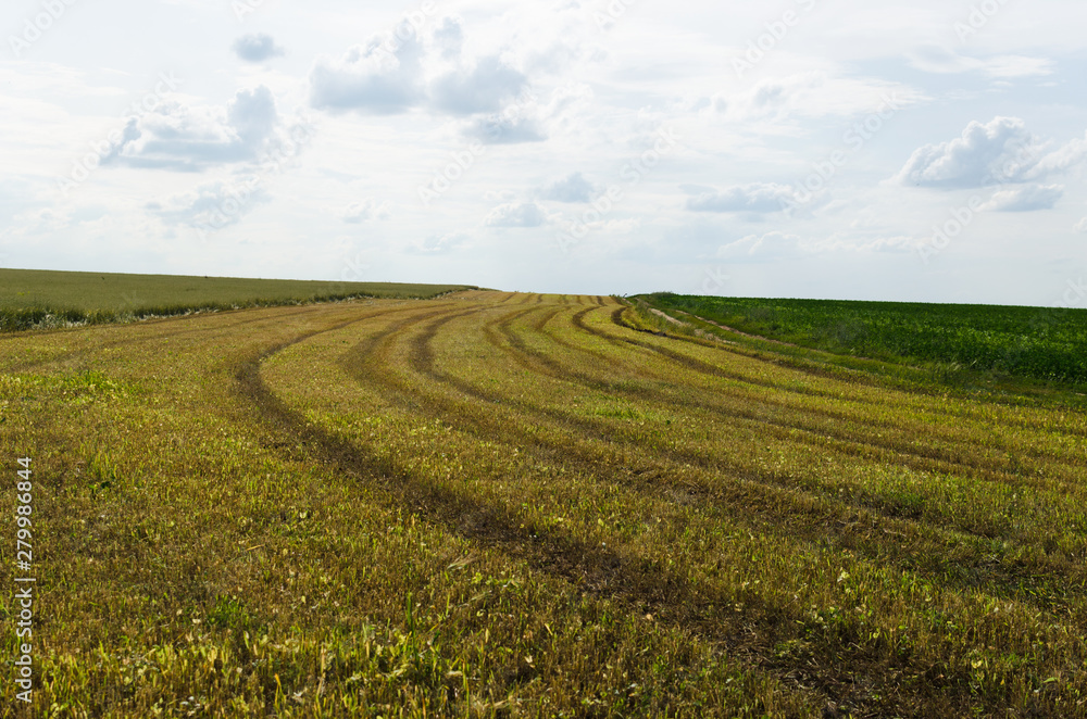 Stripes in the field, landscape