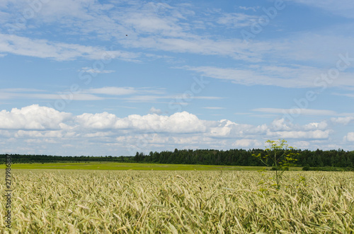 wheat field and ears of corn