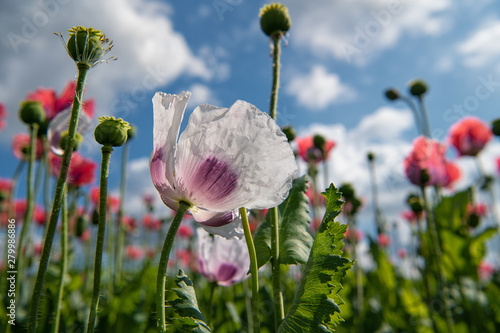 Mohnblüten photo