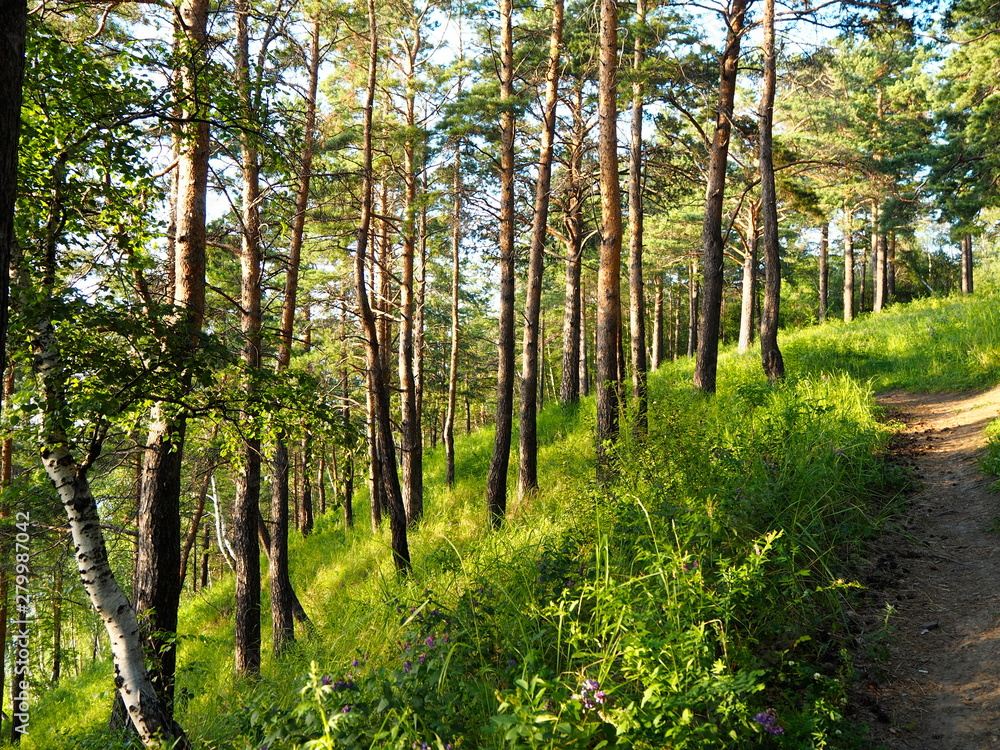 Fototapeta premium mixed forest and path