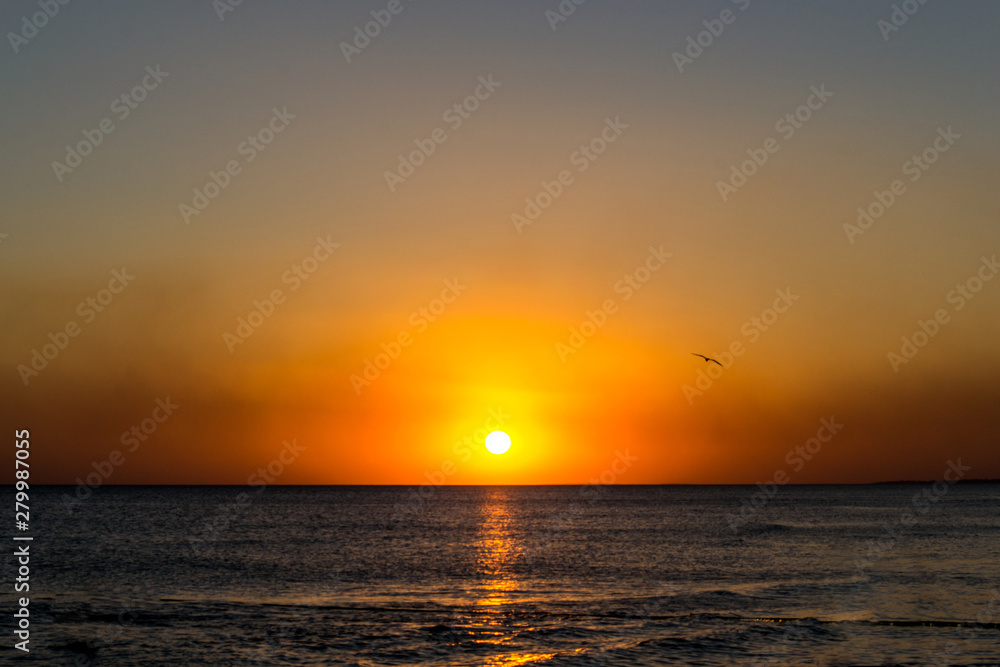  A bird flying over the sea at the sunset