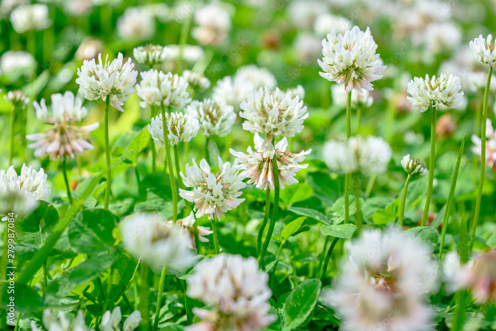 White clover aka Trifolium repens in grass on summer meadow. Shamrock flower White clover aka Trifolium repens in grass on summer meadow. Shamrock flower