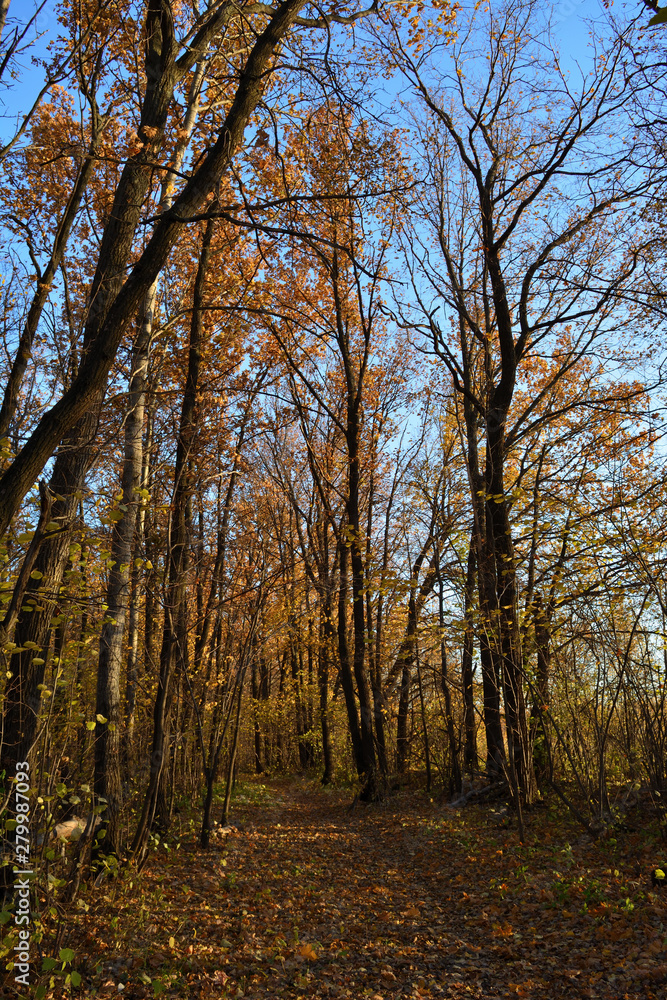 Forest of deciduous trees in the fall. Walking path with fallen leaves. Autumn scene.