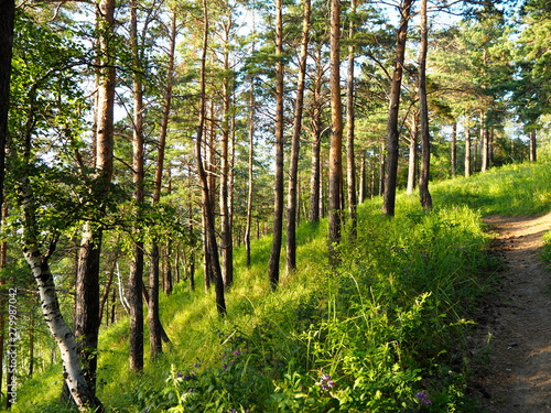 mixed forest and path