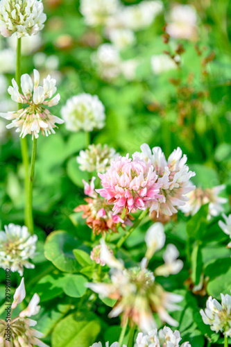 White clover aka Trifolium repens in grass on summer meadow. Shamrock flower